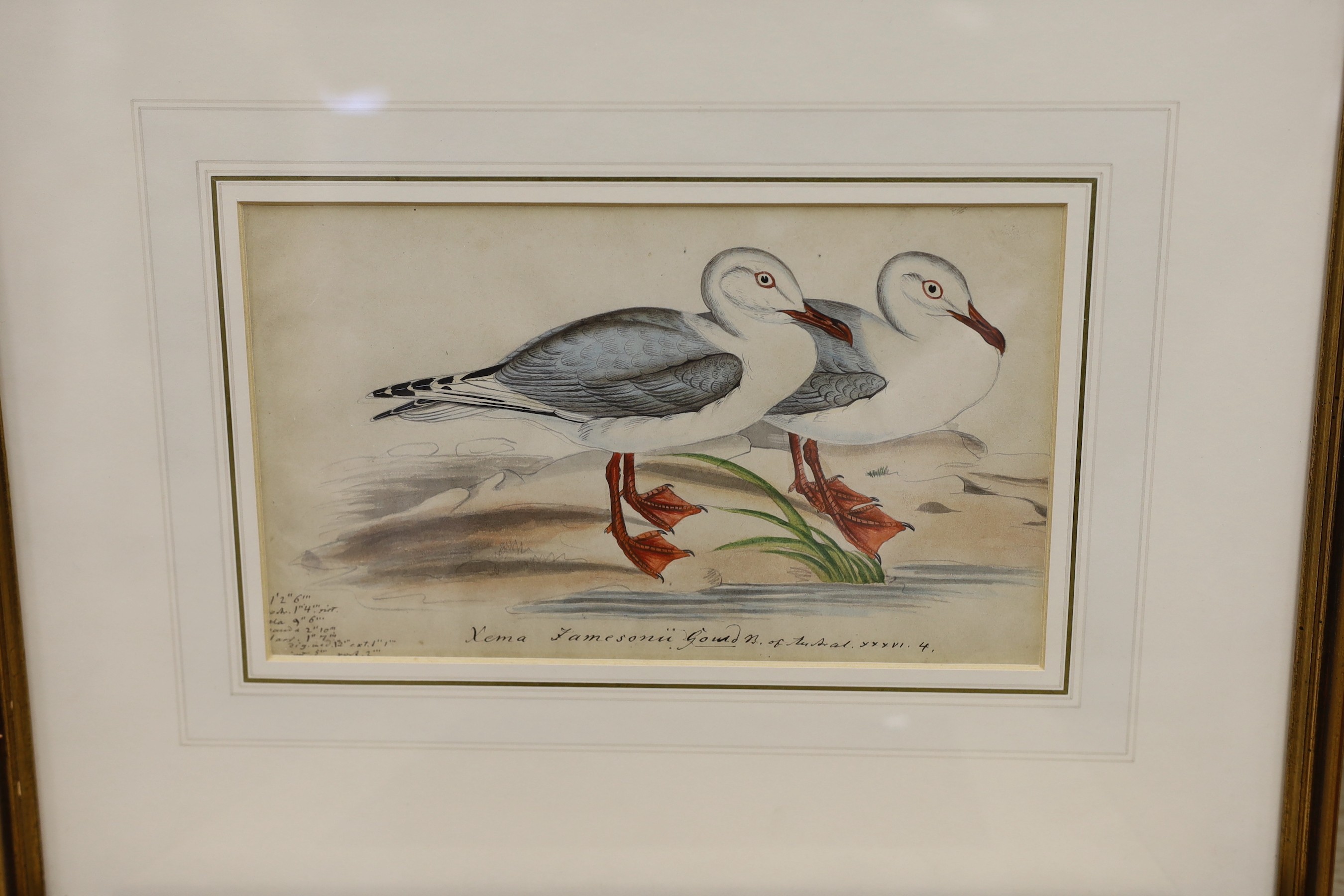 19th century English School, five ink and watercolour studies of birds after Goulds' Birds of Australia, largest 23 x 16cm